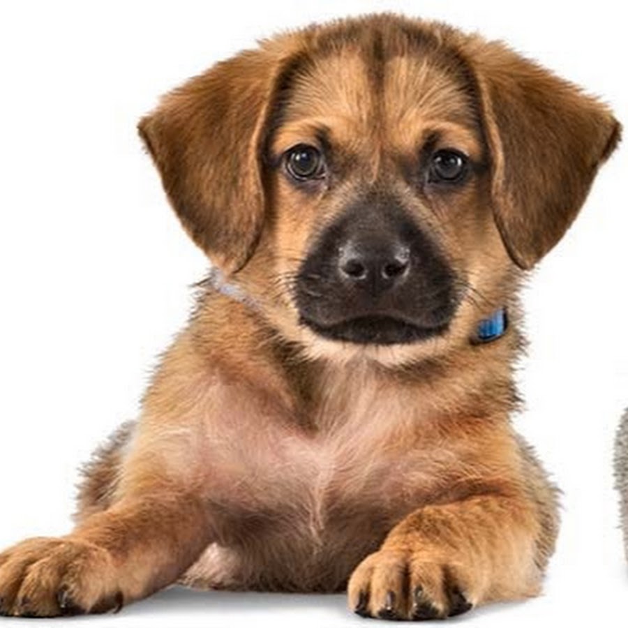 Pets find out. Find a pet.