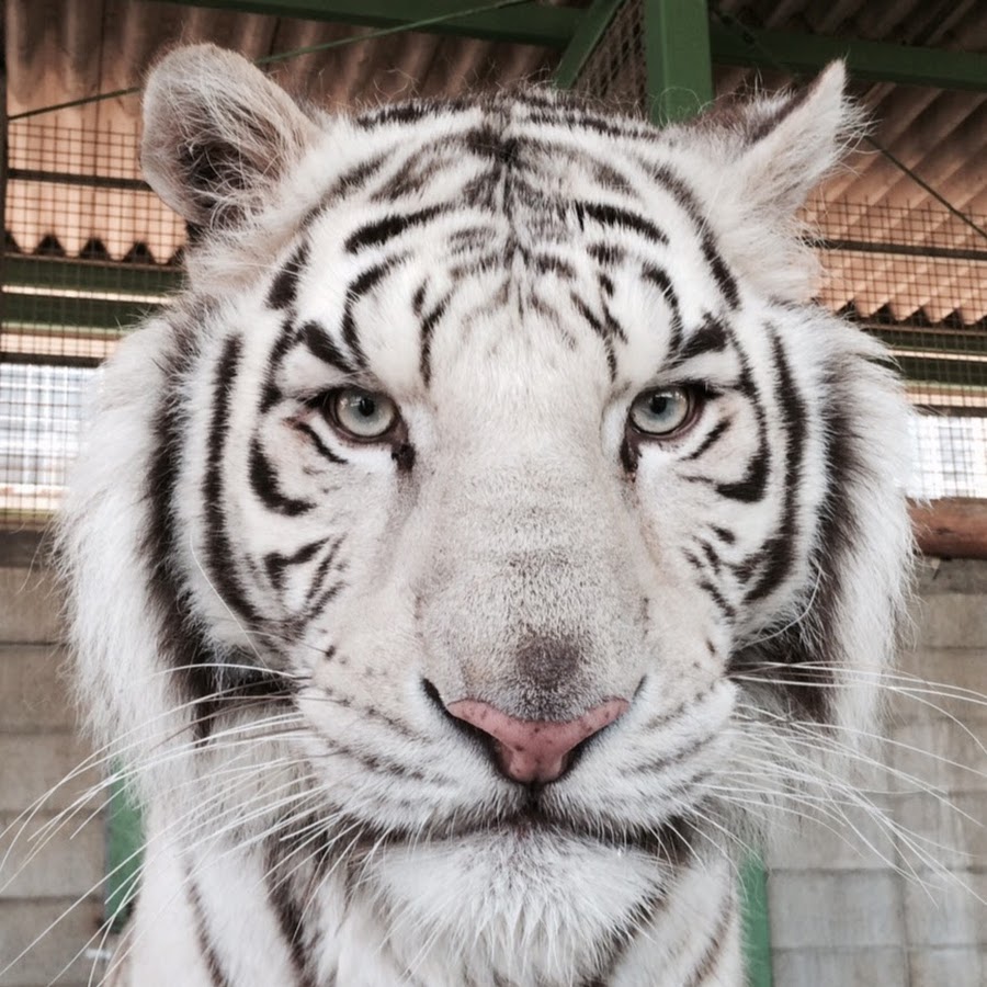 AKedOLTAHzpU_j4EF5aKWaTO4dabTQ7thN0rIXt7Tz=s900ckc0x00ffffffnorj