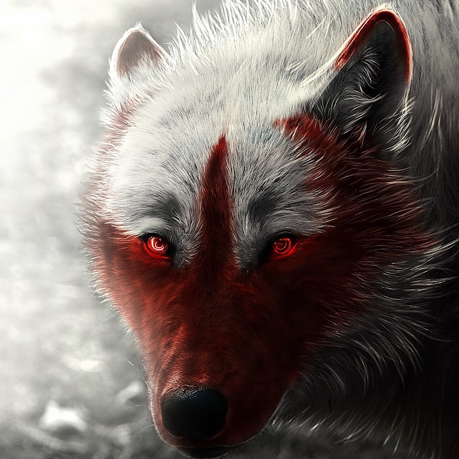 Волк кровь фото Волк кровь фото