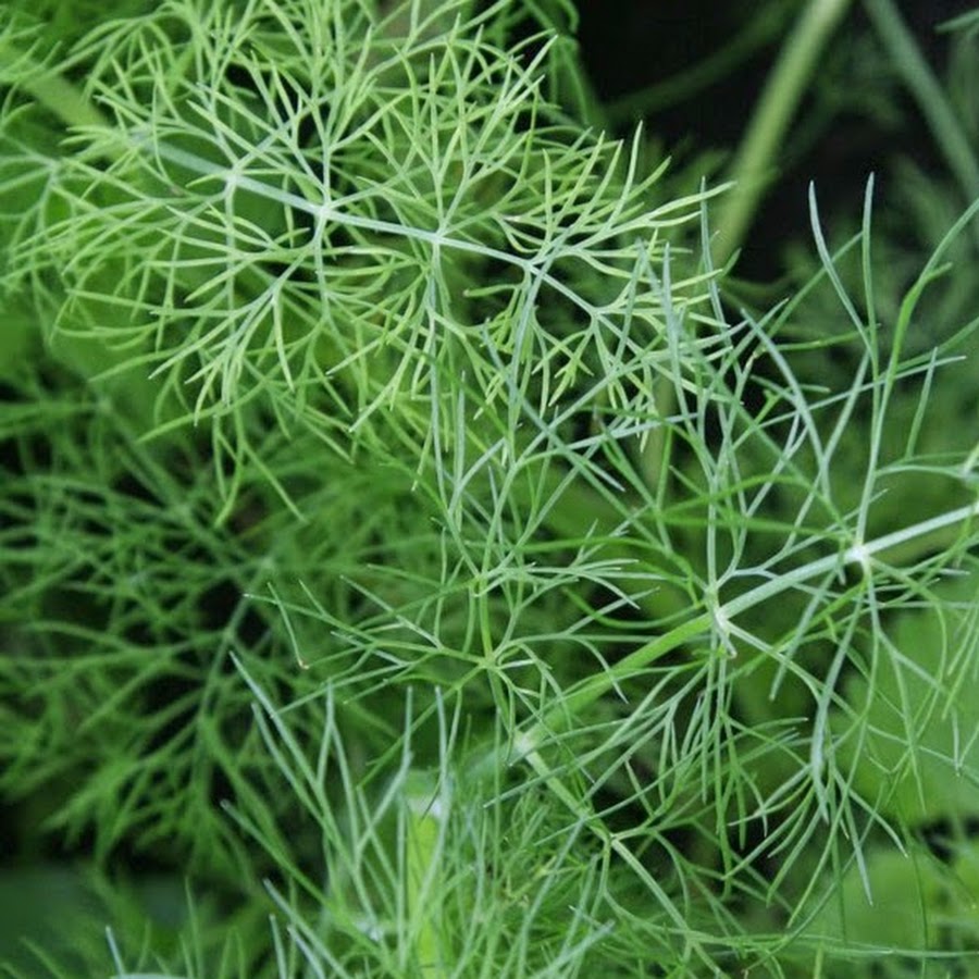 укроп гренадер. адонис красный многолетник. укроп подсыхает. красный укроп. укроп борей.