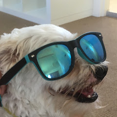 Gangster Dog21