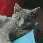 Ashby the grey cat