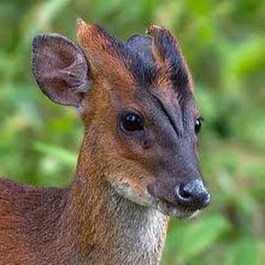 Животное похожее на оленя. Олень мунтжак. Китайский мунтжак. Саблезубый олень мунтжак. Китайский олень мунтжак