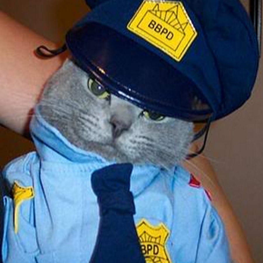 Коп и кот. Котик полицейский. Кот в полицейской форме. Кот в фуражке полицейского. Кот охранник.
