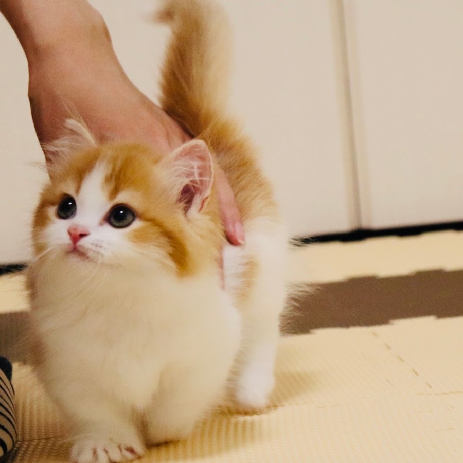 短足ねこ さくの成長日記 Youtube