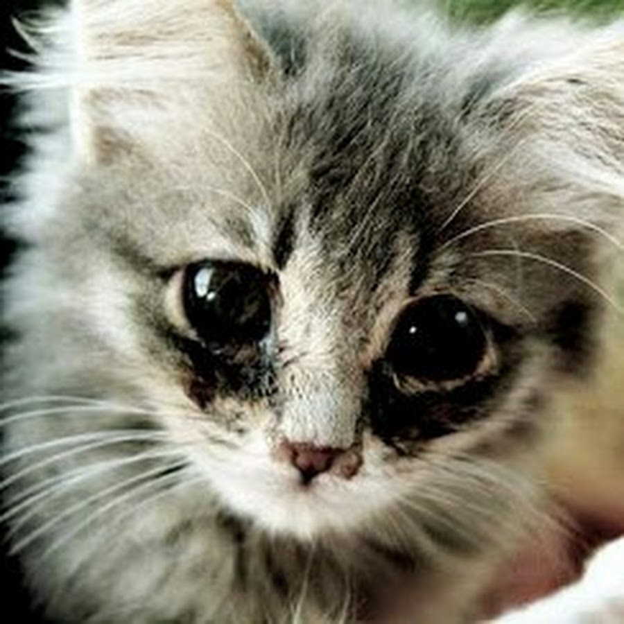 Грустный котенок картинки