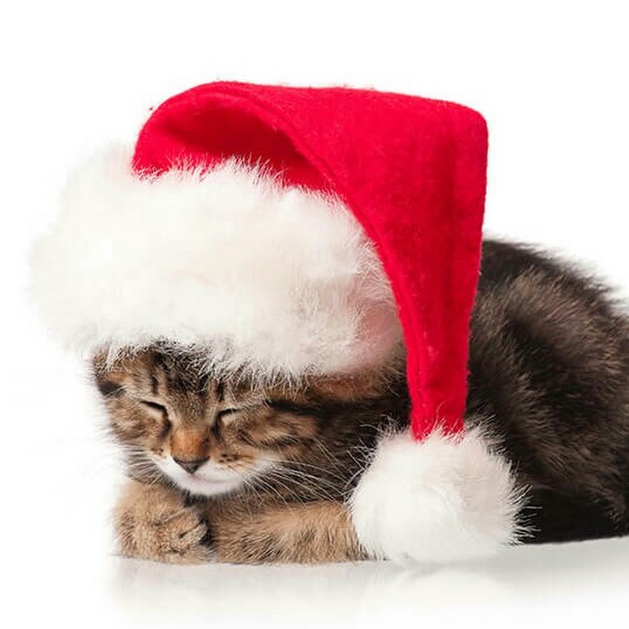 Коты в колпаках