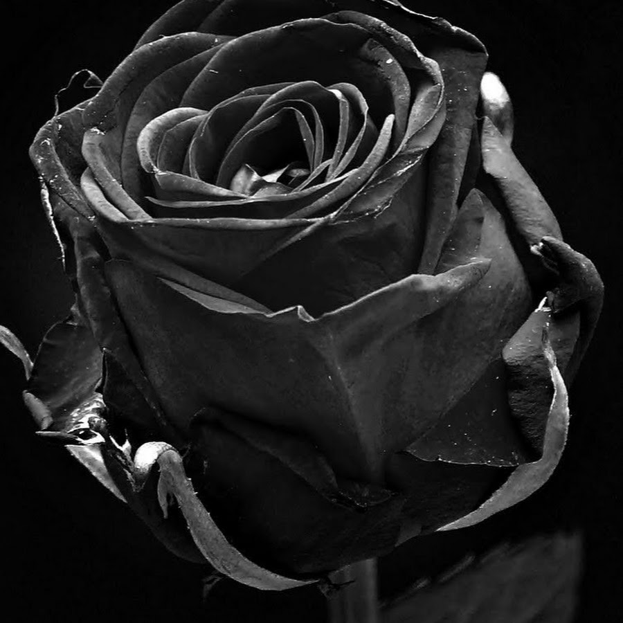 Черная роза на черном фоне9