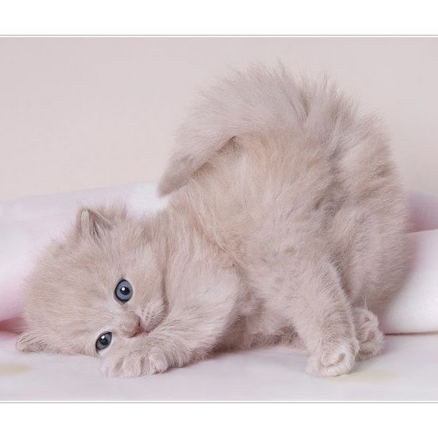 Картинки с добрым утром мой котик мужчине