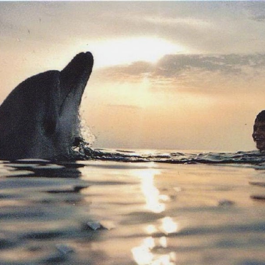 Люди дельфины песня. Дельфин с человеком в море. Дельфины и люди. Дельфины люди моря. Дельфины спасают людей.