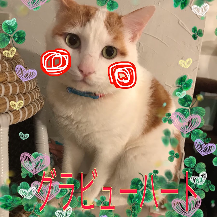 グラビューハート 保護猫シェルター Youtube