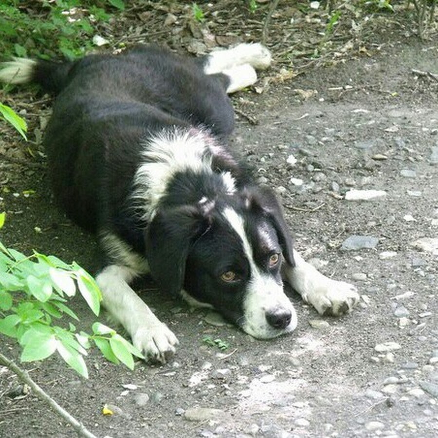 собака жуля. ж собака. лабрадор чёрно белый. беспородная собака бим. лабрадор гончая.