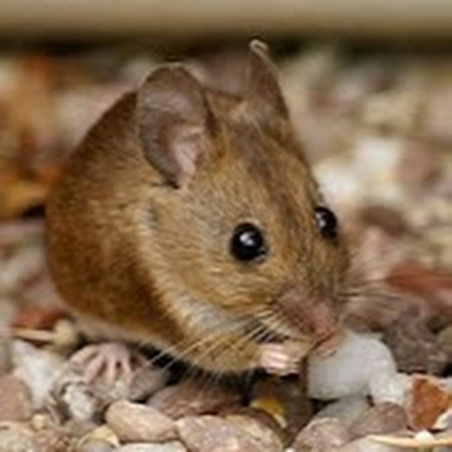 Коричневые мыши. Мышь бурая полевка. Apodemus sylvaticus. Желтогорлая мышь. Восточноазиатская мышь Apodemus peninsulae Thomas, 1907.