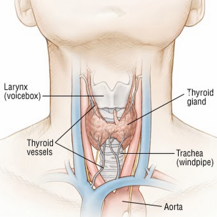 Thyroid щитовидная железа натурал