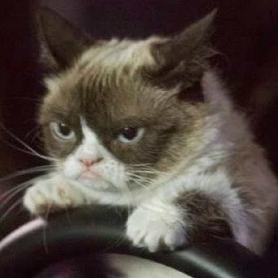 Мем с котами за рулем
