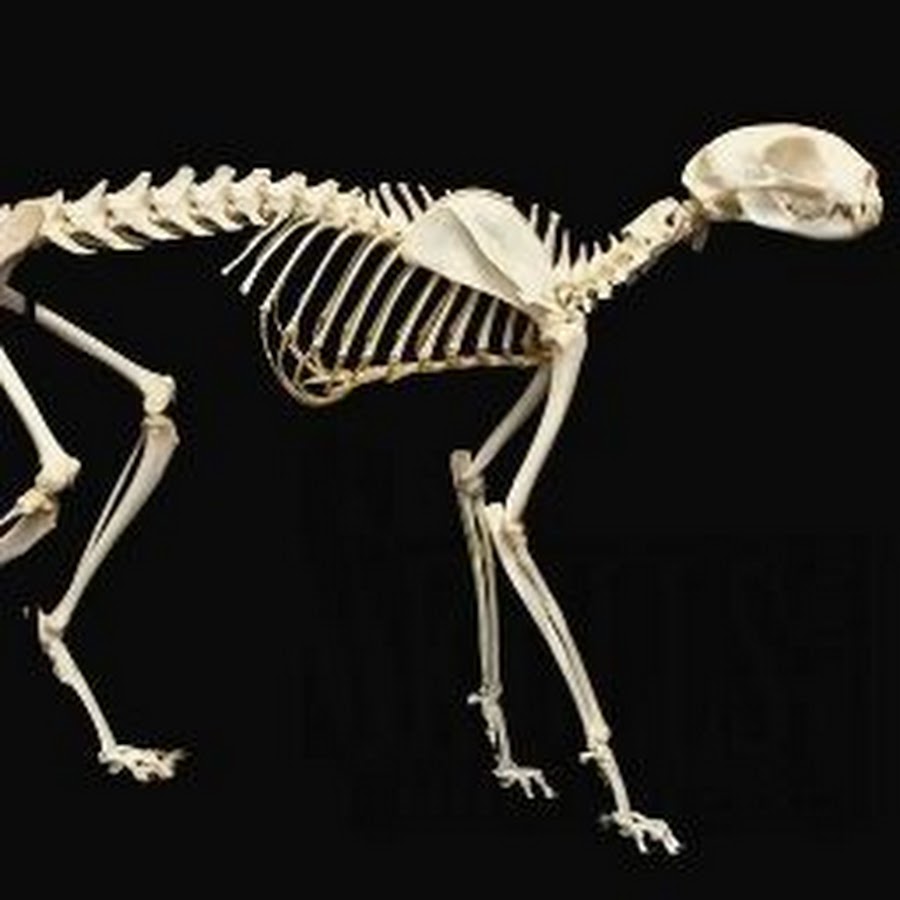 Скелет хвоста. Скелет кошки анатомия. Скелет кота анатомия. Скелет кота референс. Скелет хвоста кошки.