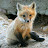 Aria Fox
