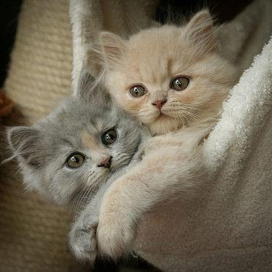 Фото удачных выходных котята