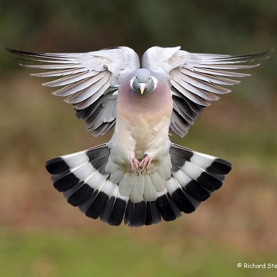 Лесной голубь вяхирь Горлица. Вяхирь голубиные. Вяхирь птица в полете. Вяхирь Горлица в полете