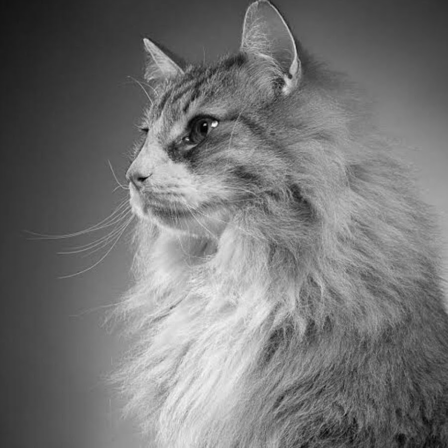 Норвежская Лесная кошка профиль