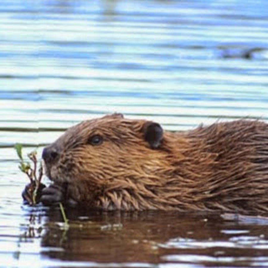 бобер ответы