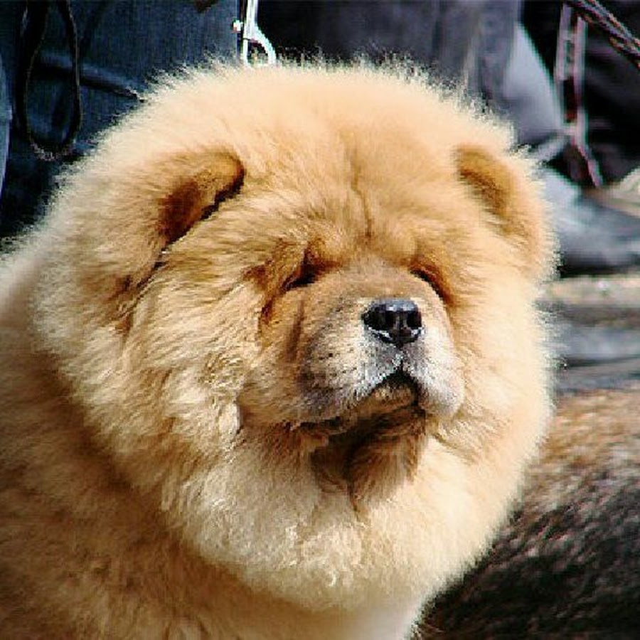 Собака чау