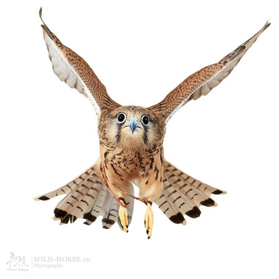 Wildhorse馬烈 Youtube