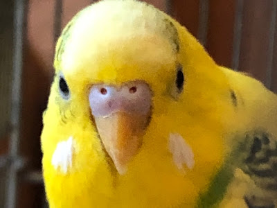 【ベストコレクション】 た ここ 161910