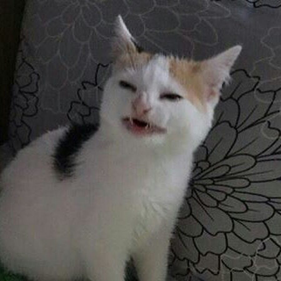 Технические шоколадки Мем кот