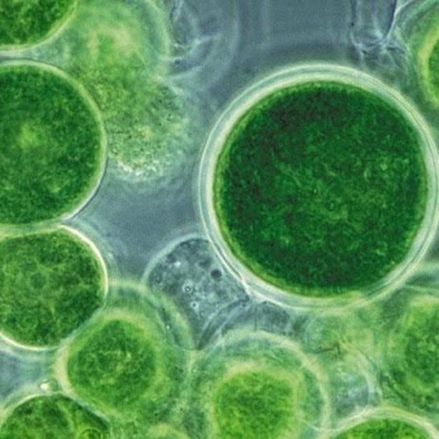 Одноклеточная водоросль хлорелла. Микроводоросли хлорелла. Хлора водоросль. Хлорелла вульгарис. Зеленые водоросли хлорелла.