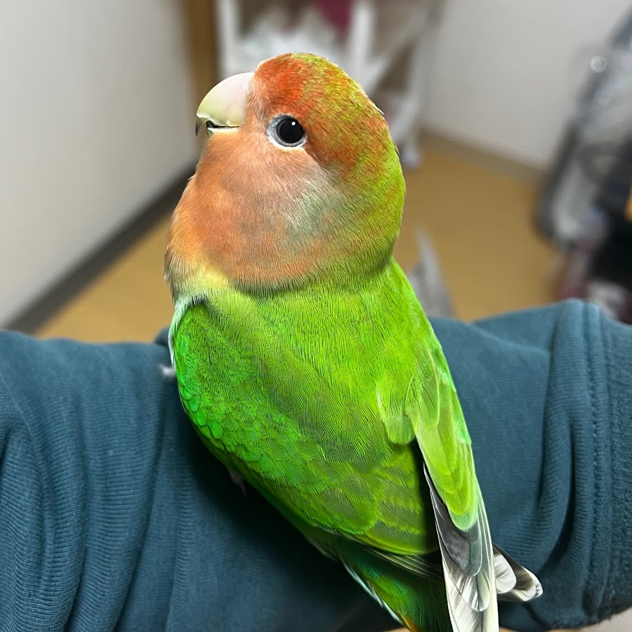 広島草野球動画 Youtube