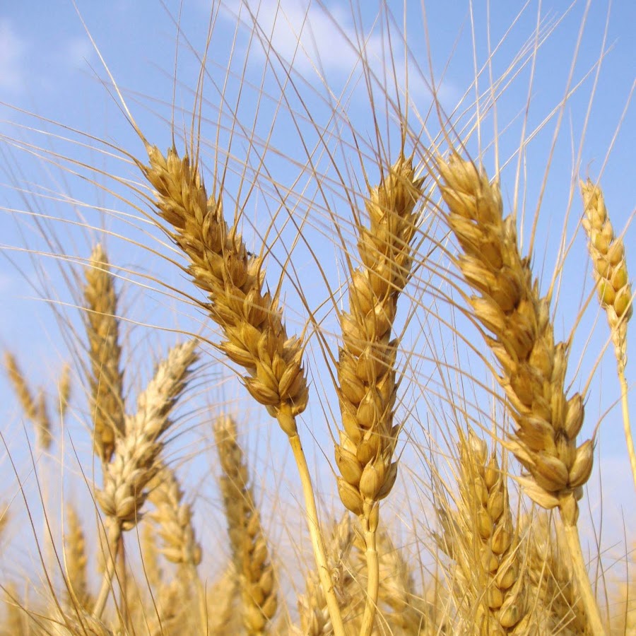 Агрономия фон. Поля пшеницы на 2б2т. Рассказ в садик про пшеницу.