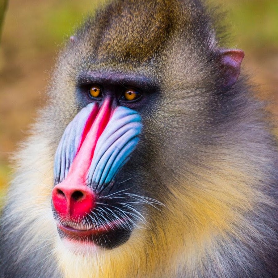 Павиан Мандрил. Мандрил и дрил. Западноафриканский Мандрил. Камерунский павиан