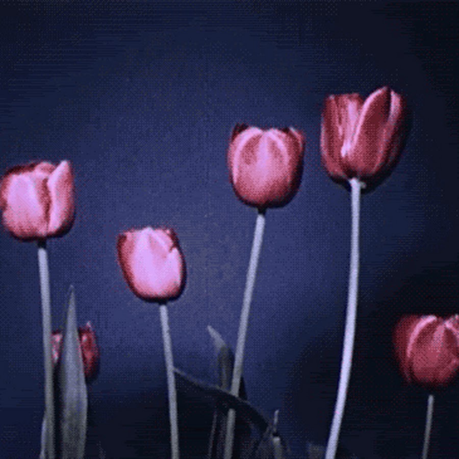Файл tulip gif был выложен в интернете
