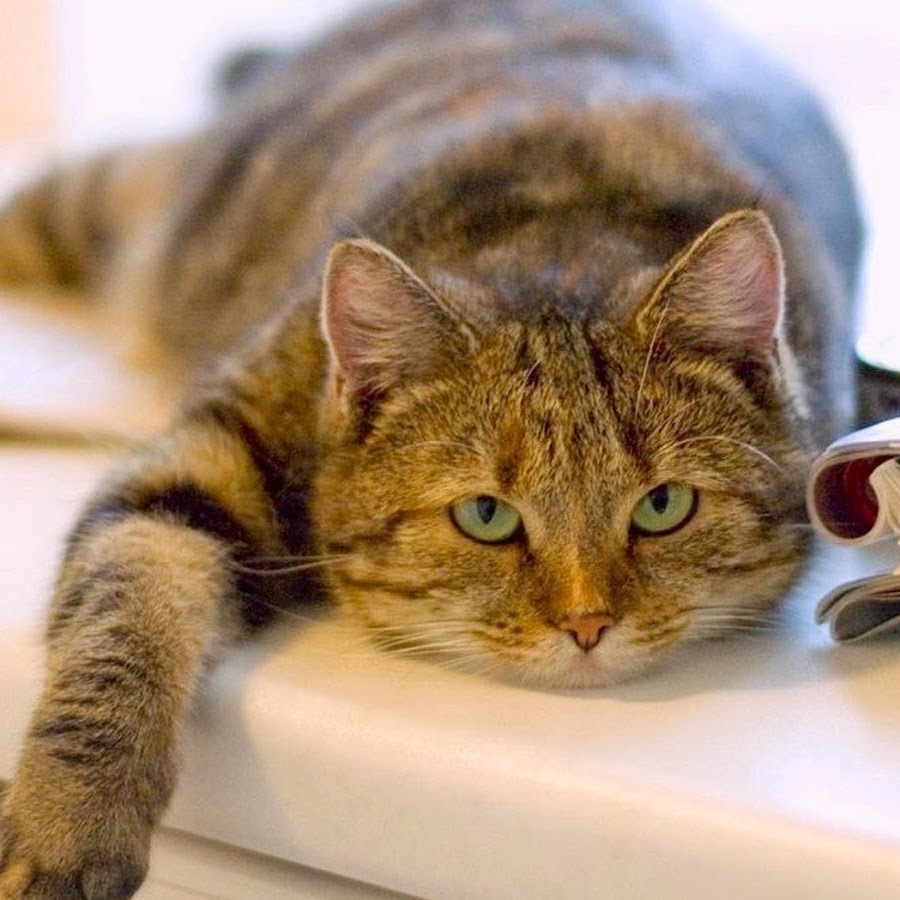 день поиска норы спящего лета. открытки разбудите весну.