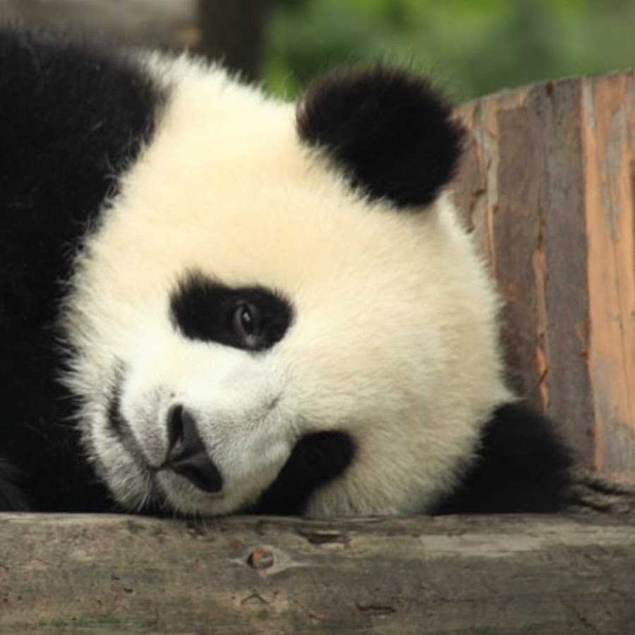 Панда и кролик фото. Семья пандочки. Pandas official. Pandas official. Panda official.