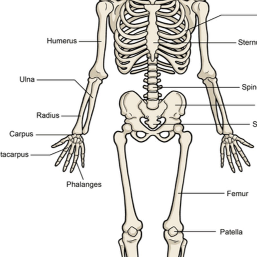 Кости спереди. Скелет человека схема вид сбоку. Рис 13 скелет человека. Скелет человека без названия костей. Скелет человека подписанный.