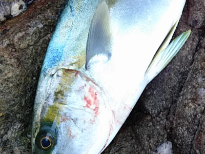 √99以上 川魚 海魚 286075-川魚 海魚 どっち