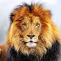 LION CHANNEL MR TG YouTube Profile Photo