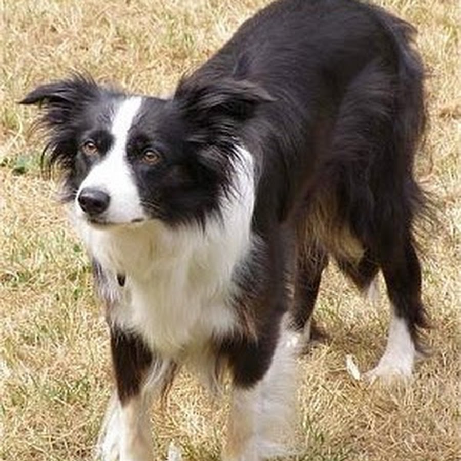 Бордер-колли породы собак. Бордер колли пастушья. Бордер-колли. Бордер колли линяет. Жесткошерстный бордер колли.