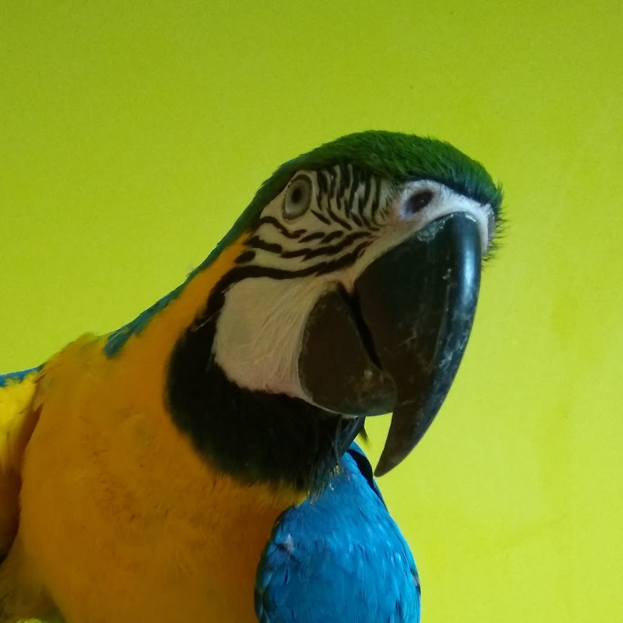 Звуки ары. Розелла попугай. Сине-жёлтый ара. Горный ара. Какаду и ара.