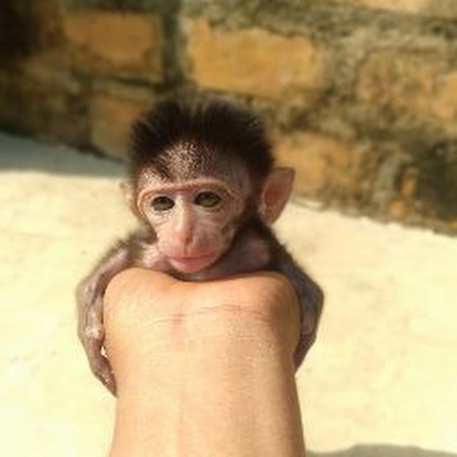 Baby Monkey Minul Youtube