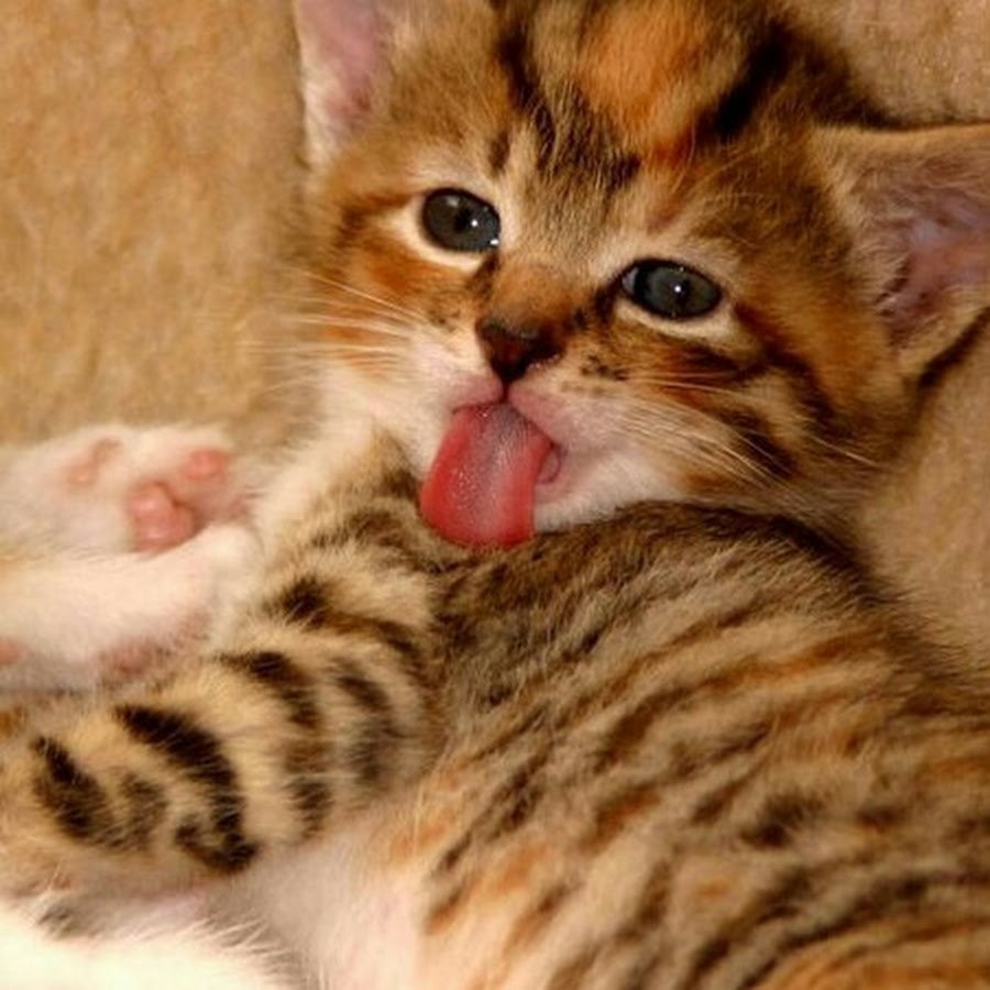 Можно киса. Бенгальский кот. Киса фото. Милые кисы. Котенок показывает язык.