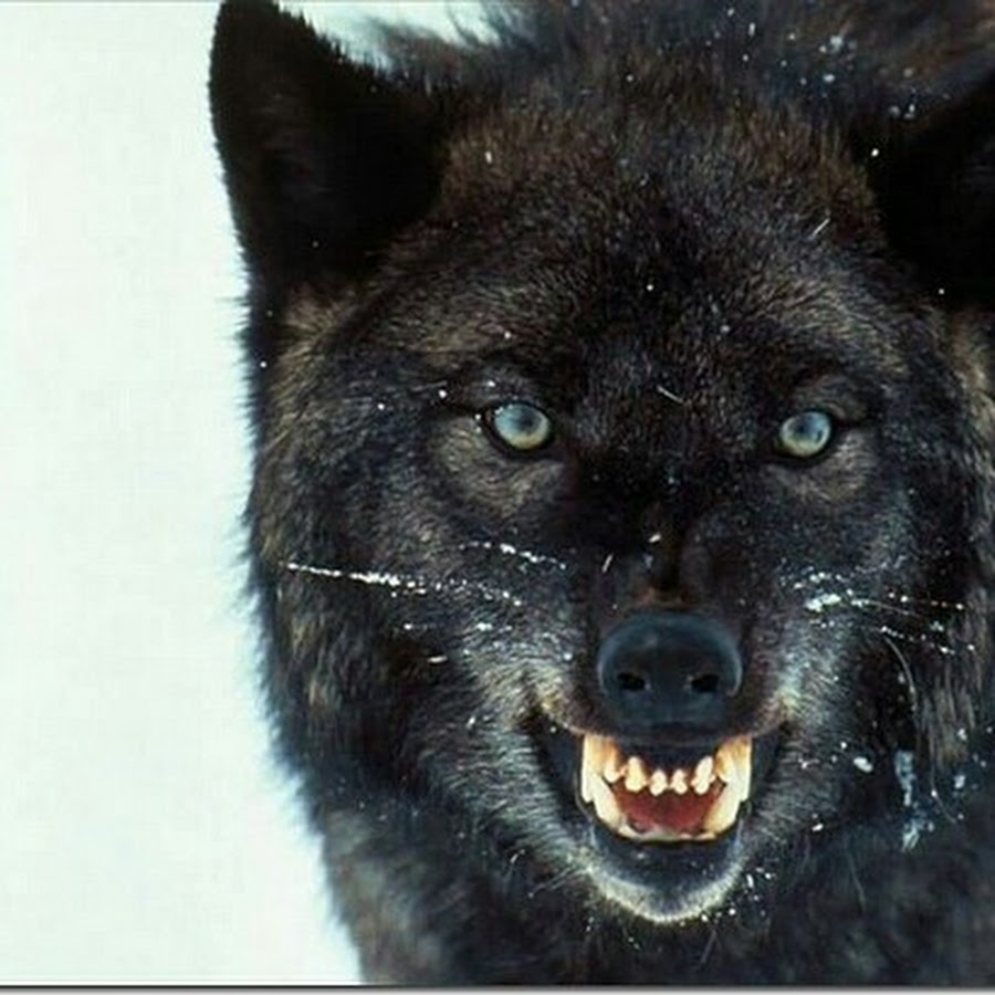 Дика гордая. Канадский волкособ вольфхунд. Волкособ голубоглазый. Канадский черный волк оскал. Чёрный канадский волкособ.
