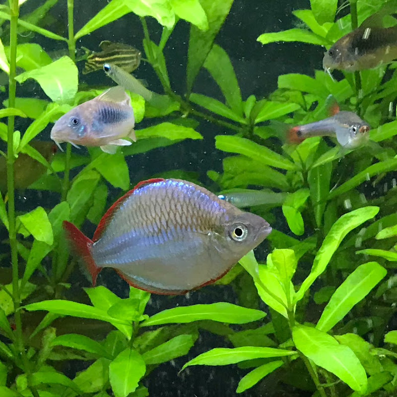 Youtube チャンネル検索 アクアリウム ポータルサイト A P アープ