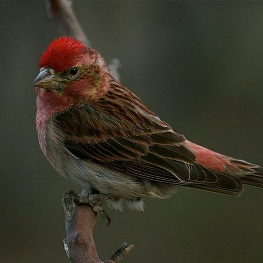 Ред хэд. Red hair Sparrow Bird. Mad Sparrow. Rattic Mini DDD Sparrow.