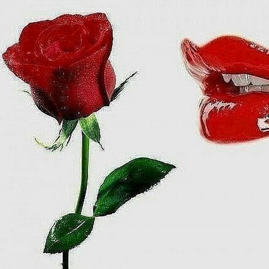 Картинка гулхои зебо барои ошико