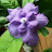 Jasmine
