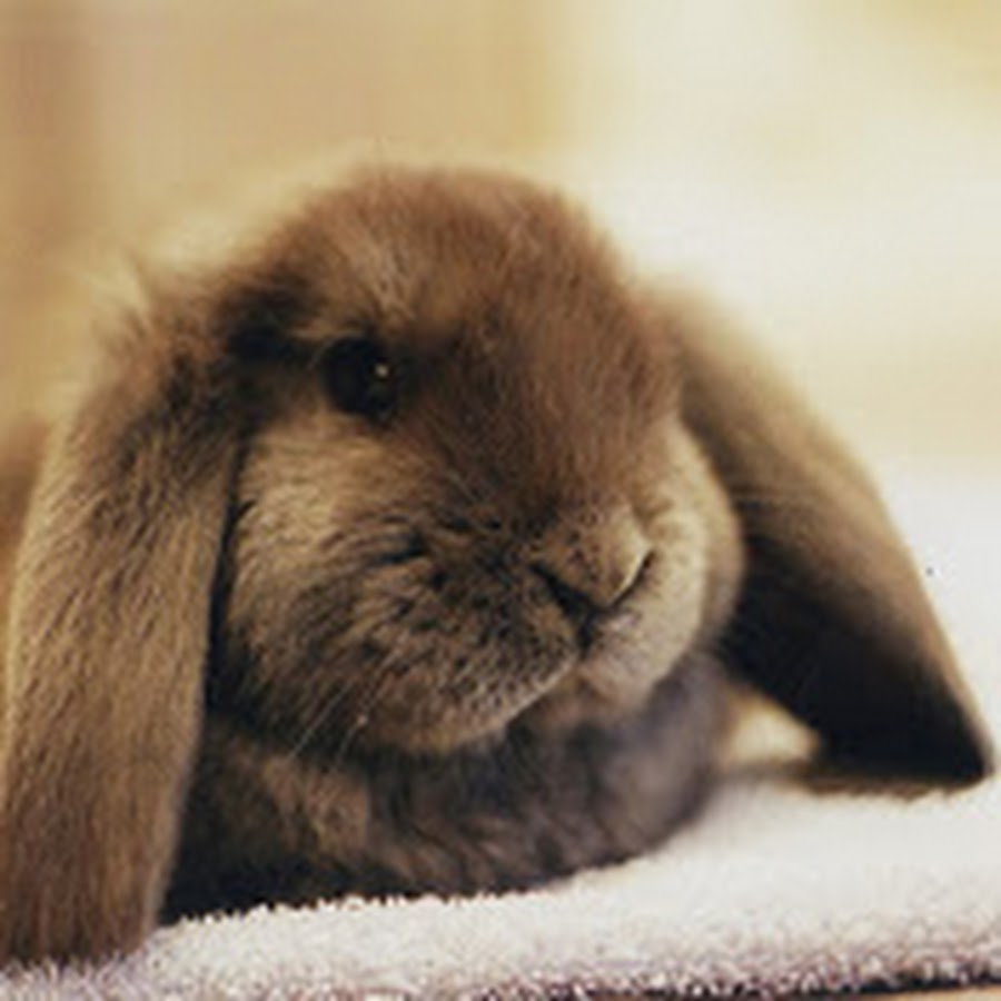 декоративные крольчата. коричневый зайчик. коричневых зайчиков. коричневый заяц. коричнего серый кролик.