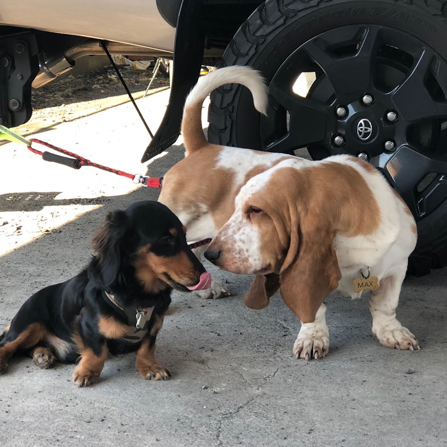 バセットハウンド ダックスフンドbasset Hound Dachshund Youtube